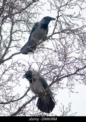 Coppia di carrion crows, corvus corone Foto Stock