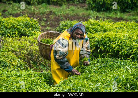 La piantagione di tè nella catena dei Virunga, Ruanda, Africa Foto Stock