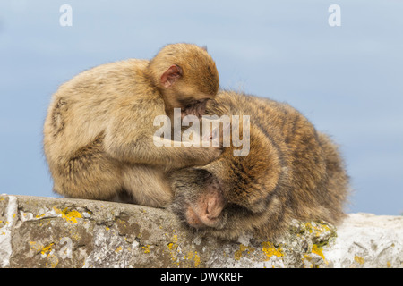 Barberia macaco Barberia Ape, Rock Ape femmina adulta essendo curato dal baby Macaca sylvanus, Gibilterra Foto Stock