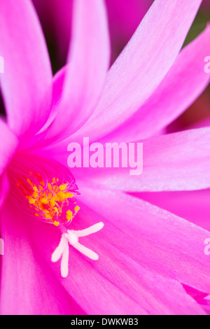 Pasqua fiori di Cactus - Hatiora gaertneri Foto Stock