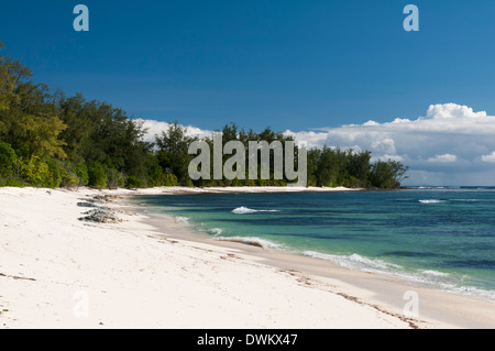 Denis Island, Seychelles, Oceano indiano, Africa Foto Stock