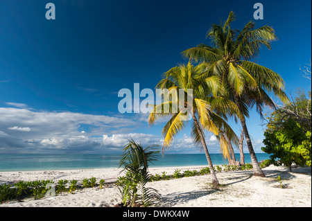 Denis Island, Seychelles, Oceano indiano, Africa Foto Stock