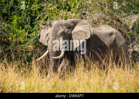 Elefante africano (Loxodonta africana), Murchison Falls National Park, Uganda, Africa orientale, Africa Foto Stock