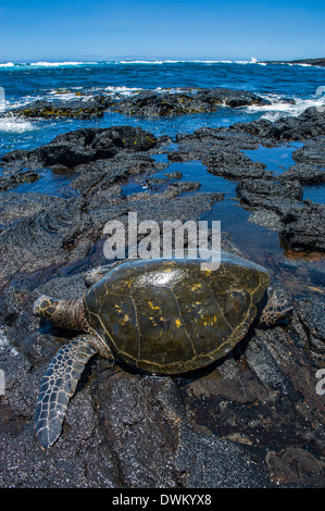 Tartaruga di mare (Chelonioidea), Punaluu spiaggia di sabbia nera sulla Big Island, Hawaii, Stati Uniti d'America, il Pacifico Foto Stock