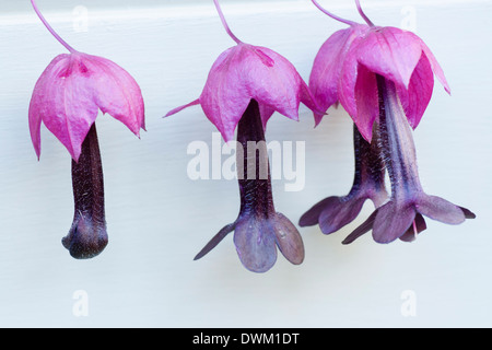 Campana viola vite, Rhodochiton atrosanguineus, che cresce su un giardino a graticcio Foto Stock