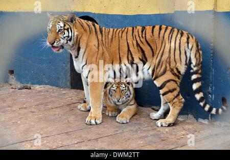 Hohhot. Undicesimo Mar, 2014. Foto scattata il 11 marzo 2014 mostra un tigrotto giacenti da sua madre in Daqingshan Safari Park a Hohhot, capitale del nord della Cina di Mongolia Interna Regione Autonoma. Siberiano tre cuccioli di tigre, una femmina e due maschi, hanno avuto il permesso di incontrare visitatori per la prima volta poiché essi sono nati nel mese di ottobre dello scorso anno. Credito: Wang Zheng/Xinhua/Alamy Live News Foto Stock