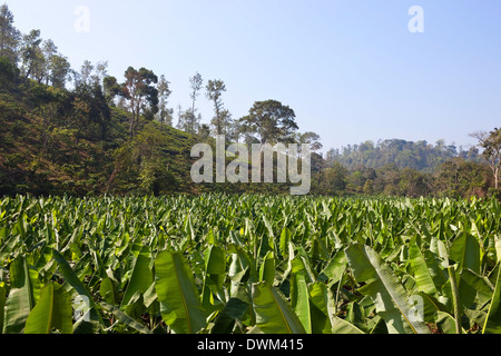 Il paesaggio agricolo con coltivazioni di banane e albero collina coperta in Kerala, India del sud. Foto Stock