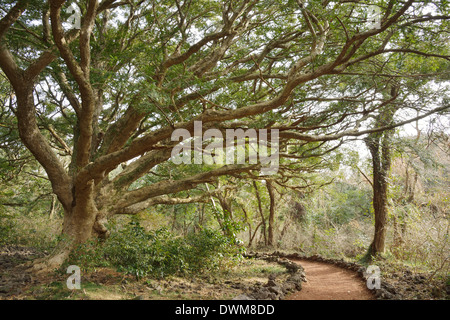 Noce moscata Forest park di Jeju Island, chiamato Bijarim in coreano Foto Stock
