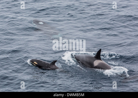 Un piccolo branco di intorno 12 curioso orche (Orcinus orca), al largo della penisola di Cumberland, Isola Baffin, Nunavut, Canada Foto Stock