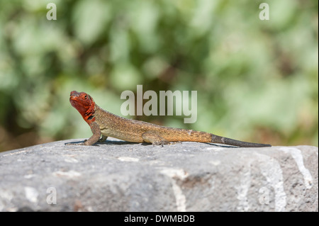 Galapagos Lucertola di lava (Microlophus albemarlensis), Isola Hispanola, Galapagos, sito UNESCO, Ecuador, Sud America Foto Stock