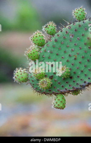 Giant Ficodindia cactus, South Plaza Island, Galapagos, Ecuador, Sud America Foto Stock