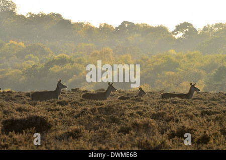 Cervi Dunwich Heath Foto Stock