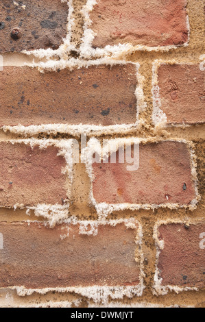 L'efflorescenza un bianco polverulento deposito salino di sali che si forma sulla superficie di brickwall di mattoni e malta di calce Foto Stock