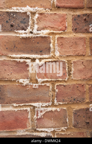 L'efflorescenza un bianco polverulento deposito salino di sali che si forma sulla superficie di brickwall di mattoni e malta di calce Foto Stock