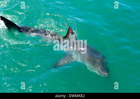 Tv tagged grande squalo bianco (Carcharodon carcharias), Gansbaai, Klein Bay, Western Cape, Sud Africa e Africa Foto Stock