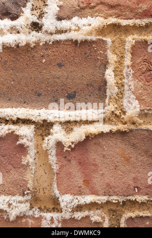 L'efflorescenza un bianco polverulento deposito salino di sali che si forma sulla superficie di brickwall di mattoni e malta di calce Foto Stock