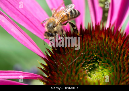 Il miele delle api, Apis mellifera alimentando il nettare dei fiori, London, Regno Unito Foto Stock