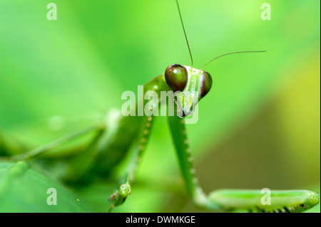 Verde femmina mantide religiosa (Hierodula sp.), Sabah Borneo, Malaysia, sud-est asiatico Foto Stock