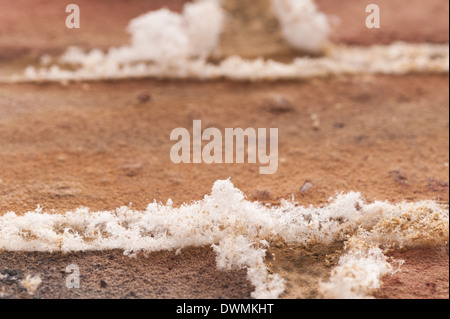 L'efflorescenza un bianco polverulento deposito salino di sali che si forma sulla superficie di brickwall di mattoni e malta di calce Foto Stock