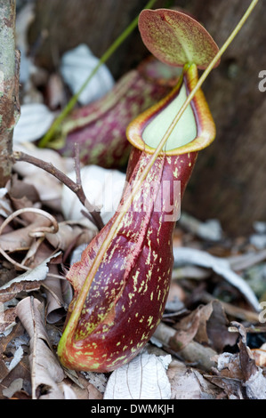 Abbassare il bricco dei carnivori pianta brocca (Nepenthes rafflesiana), Sarawak, Borneo, Malaysia, Asia sud-orientale, Asia Foto Stock