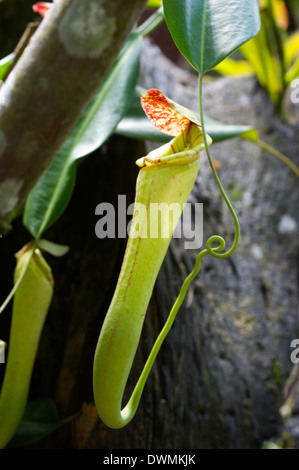 Brocca superiore dei carnivori pianta brocca (Nepenthes faizaliana) endemica di Sarawak, nel Borneo, Malaysia, Asia sud-orientale, Asia Foto Stock