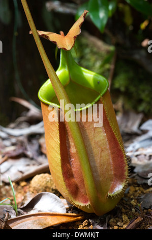 Abbassare il bricco dei carnivori pianta brocca (Nepenthes bicalcarata) endemica di Borneo Sarawak, Borneo, Malaysia Foto Stock