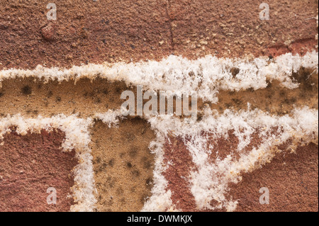 L'efflorescenza un bianco polverulento deposito salino di sali che si forma sulla superficie di brickwall di mattoni e malta di calce Foto Stock