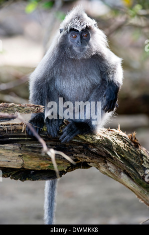 Foglia argentata di scimmia (Trachypithecus cristatus cristatus), Bako National Park, Sarawak, Borneo, Malaysia, Asia sud-orientale, Asia Foto Stock