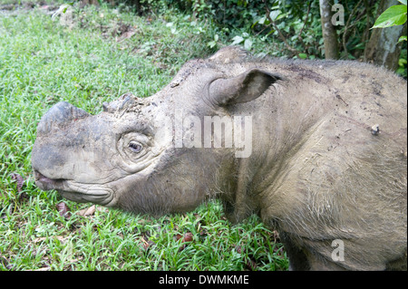 Maschio di Rinoceronte di Sumatra (Borneo rhino) (Dicerorhinus sumatrensis) in sguazzi, Tabin Reserve, Sabah Borneo, Malaysia, sud-est asiatico Foto Stock