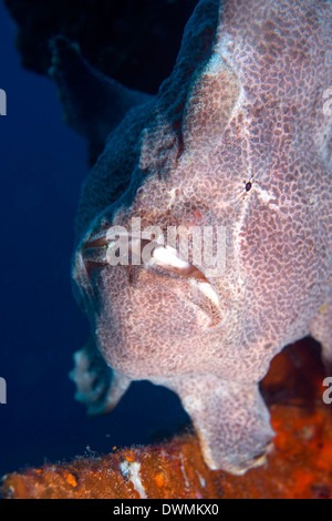 Rana pescatrice gigante (Antennarius commersonii), Celebes Mare, Sabah, Malaysia, sud-est asiatico Foto Stock