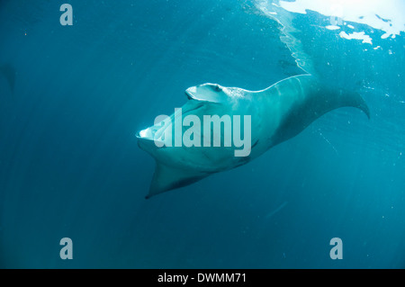 Manta ray (Manta birostris) alimentazione su lo zooplancton, Yum Balam Area Marina Protetta, Quintana Roo, Messico Foto Stock