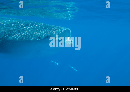 Squalo balena (Rhincodon typus) di alimentazione in corrispondenza della superficie su lo zooplancton, Yum Balam Area Marina Protetta, Quintana Roo, Messico Foto Stock