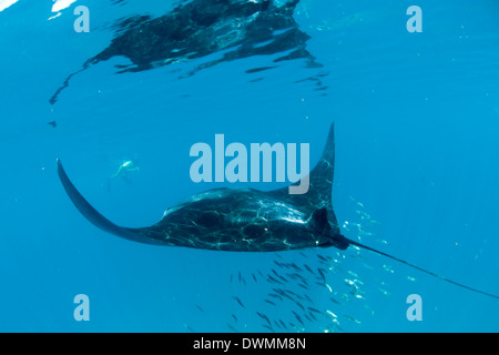 Manta ray (Manta birostris) alimentazione su zooplancton estendendo la sua lobi cefalica, Quintana Roo, Messico, America del Nord Foto Stock