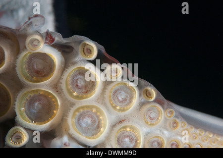 Primo piano di ventose e denti anelli sui tentacoli di calamaro di Humboldt, Golfo di California, Baja California, Messico Foto Stock