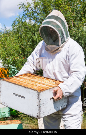 Apicoltore maschio portando scatola di nido d'ape a Apiario Foto Stock