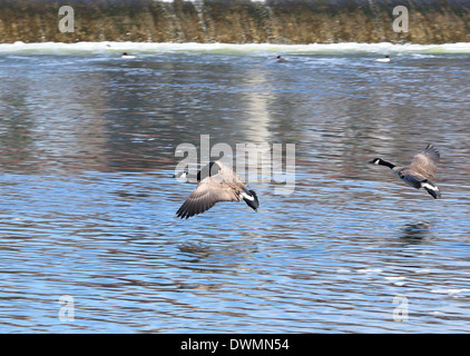 Due oche canadesi lo sbarco sul fiume accanto alla diga. Branta canadensis Foto Stock