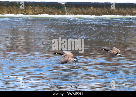 Due oche canadesi atterraggio sul fiume di inverno Foto Stock