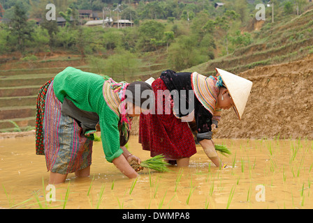Flower Hmong gruppo etnico di donne che operano nel campo di riso, Bac ha area, Vietnam, Indocina, Asia sud-orientale, Asia Foto Stock