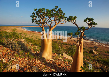 Rosa del Deserto (Adenium Obesum ssp. Sokotranum), Dihamri Beach, isola di Socotra, Yemen, Medio Oriente Foto Stock