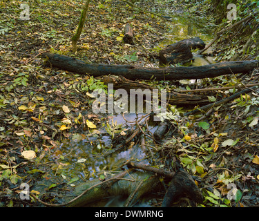 Flusso e foglie di autunno in Gransden e legno Waresley Cambridgeshire Foto Stock