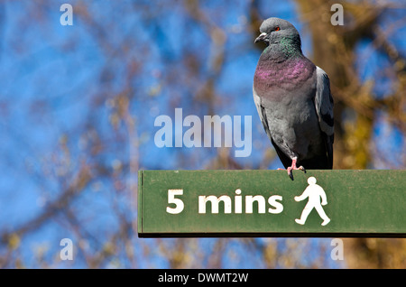 Un piccione su un cartello pedonale in London St James Park. Foto Stock