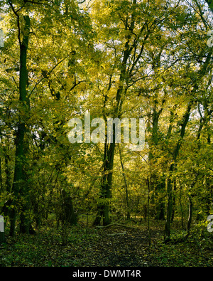 Gransden e legno Waresley Cambridgeshire in autunno Foto Stock