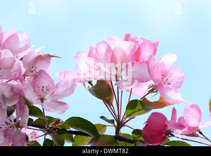 Rametto di una fioritura melo Foto Stock