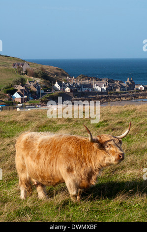 Highland scozzesi bovini Foto Stock