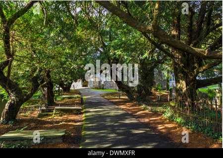 Viale di alberi di tasso sul sagrato di San Brynach Chiesa, Nevern, Pembrokeshire, West Wales, Regno Unito Foto Stock