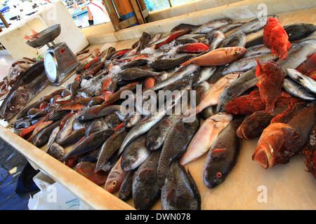 Pesce fresco steso sulla lastra appena sbarcato,red snapper dal mare alla piastra in ora alcuni ancora in movimento. Foto Stock