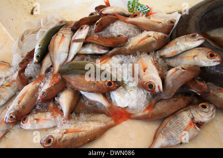 Pesce fresco steso sulla lastra appena sbarcato,red snapper dal mare alla piastra in ora alcuni ancora in movimento. Foto Stock
