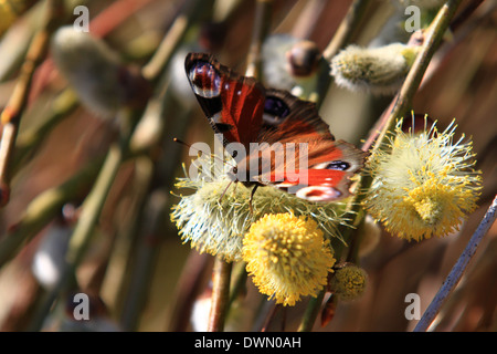 Farfalla di pavone, macchie oculari distintive, specie, Aglais io, europeo, Colorato, Asia, Giappone, grandi mandrie, deforestazione, ambientale, eyespots. Foto Stock