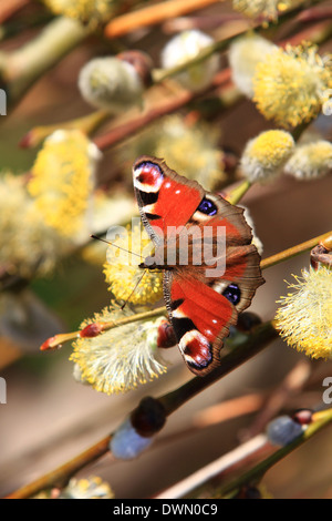 Farfalla di pavone, macchie oculari distintive, specie, Aglais io, europeo, Colorato, Asia, Giappone, grandi mandrie, deforestazione, ambientale, eyespots. Foto Stock