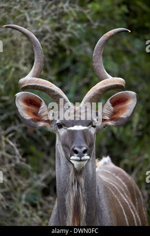 Kudu maggiore (Tragelaphus strepsiceros) buck, Addo Elephant National Park, Sud Africa e Africa Foto Stock